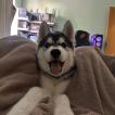 Volk