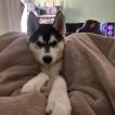 Volk
