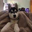 Volk