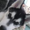 Volk