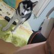 Volk