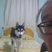 Volk