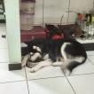 Volk