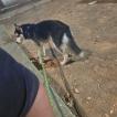 Volk