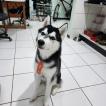 Volk