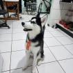 Volk