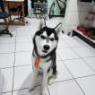 Volk