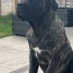 Ozzy, Cane Corso