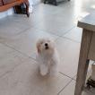 Aika, Coton de Tuléar