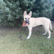 Lucy, Belgischer Schäferhund