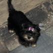 Lolita, Yorkshire