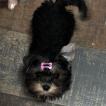 Lolita