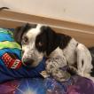 Knox, Brittany Spaniel 