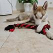 Yuki, Husky Siberien