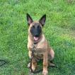 Aby, Malinois Shepherd Dog