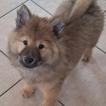 Aelya, Eurasier