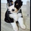 ARYA, Australian Shepherd