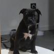 Aron, Staffordshire Bullterrier