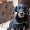 Almo, Beauceron