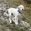 Ace, Setter Inglese