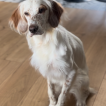 Urka, Setter Anglais