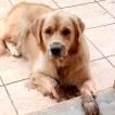 Vanya, Golden Retriever
