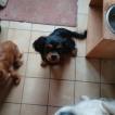 Apache, Cavalier King Charles