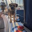 Luva, Border Terrier