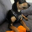 Loki, Pinscher