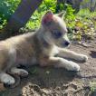 Sonnito, Siberian Husky