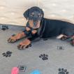 Abel, Dobermann