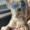 PARIS, French bulldog