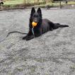 Alba, Belgian Shepherd Dog