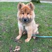 Aïko, Eurasier