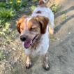 Yoko, Brittany Spaniel 