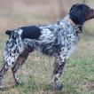 ChPL URAN Solomia FCI TAN I, brachyoure HD A ED 0/0, Brittany Spaniel 
