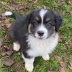 Vinnie, Australian Shepherd