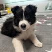 Buna, Border Collie