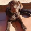 Nilo de los Alargos, Labrador Retriever