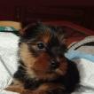 Lua sweet Yorkshire, Yorkshire Terrier