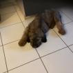 Aaron, Briard