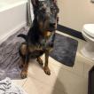 Indy, Beauceron Beauce Shepherd