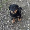 Kilo, Beauceron Beauce Shepherd
