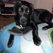 Dargent, Labrador Retriever