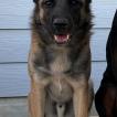 Grizzly, Malinois Shepherd Dog