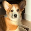 Ubert, Welsh Corgi (Pembroke)
