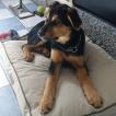 Muphy, Beauceron Beauce Shepherd
