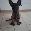 Arkan, Berger Malinois