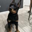Kilo, Beauceron Beauce Shepherd
