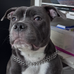 Askar, Staffordshire Bull Terrier